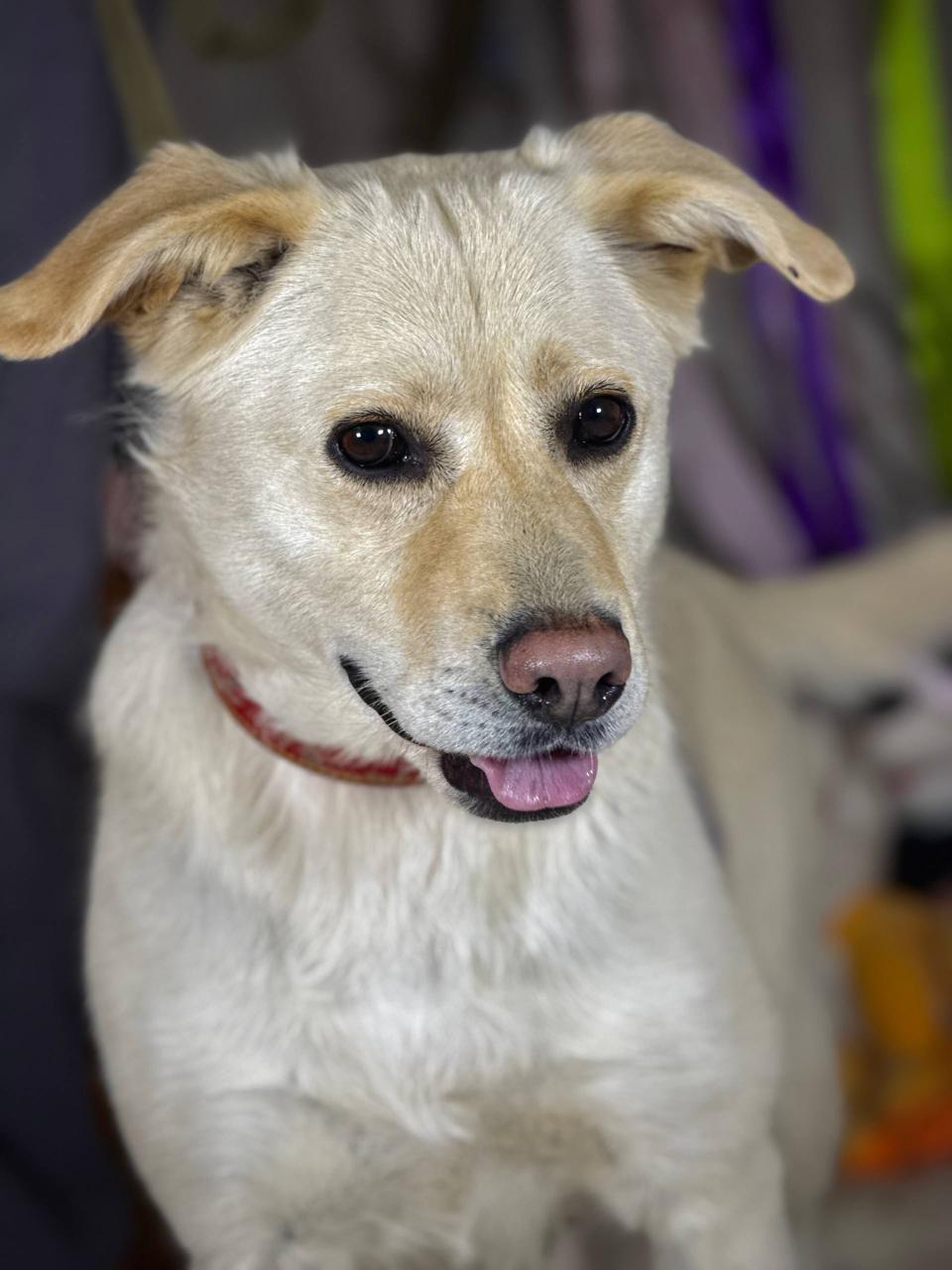 Chiens à adopter